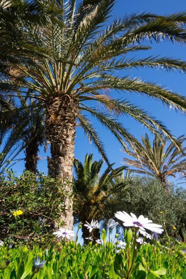 Bougainvillea House In Crete سيتيا المظهر الخارجي الصورة